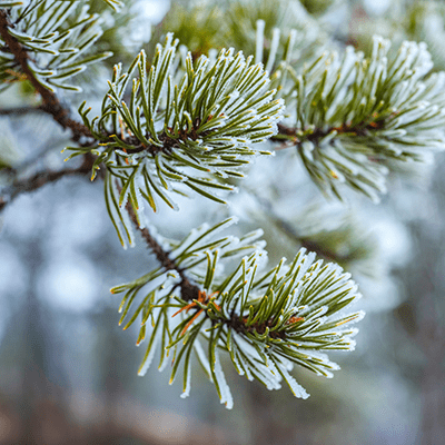 Pine trees slender needles