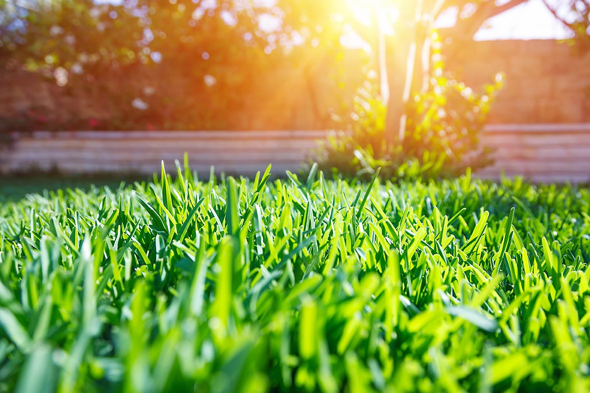 a back yard lawn at sunset