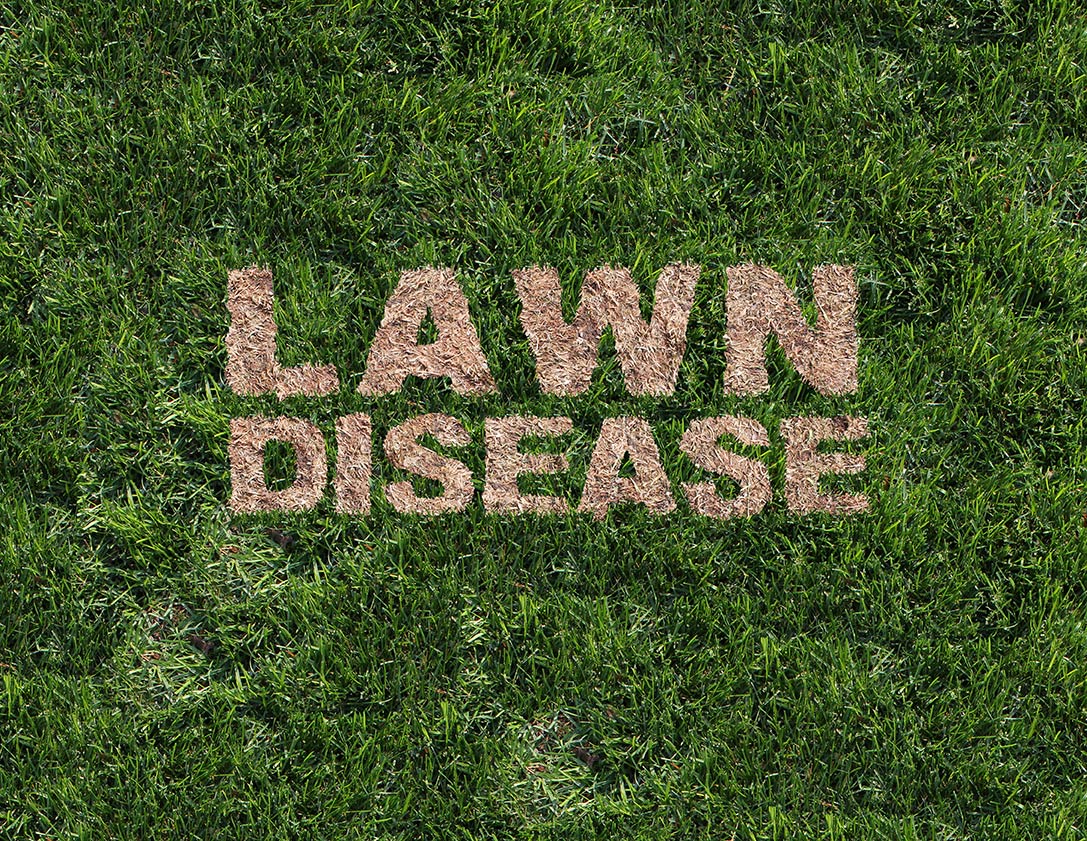 Lawn Diseases