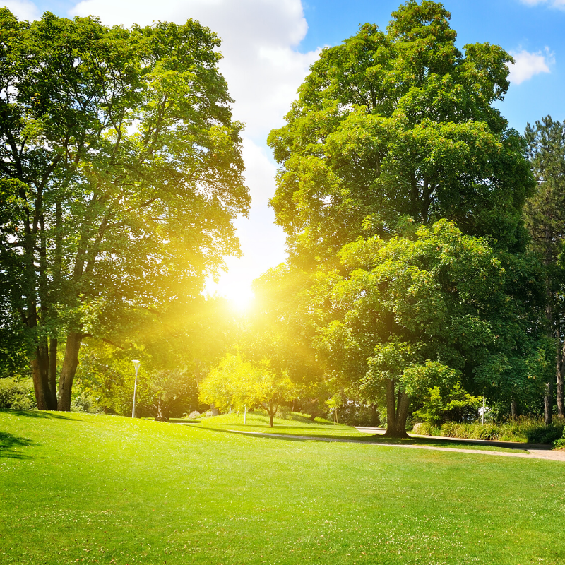 Best Deciduous Trees To Plant in Michigan Top Lawn