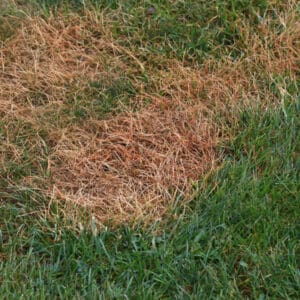 dead, brown patches of grass