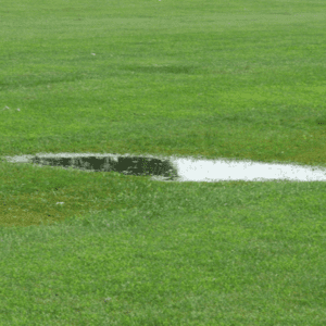water-puddling-on-grass