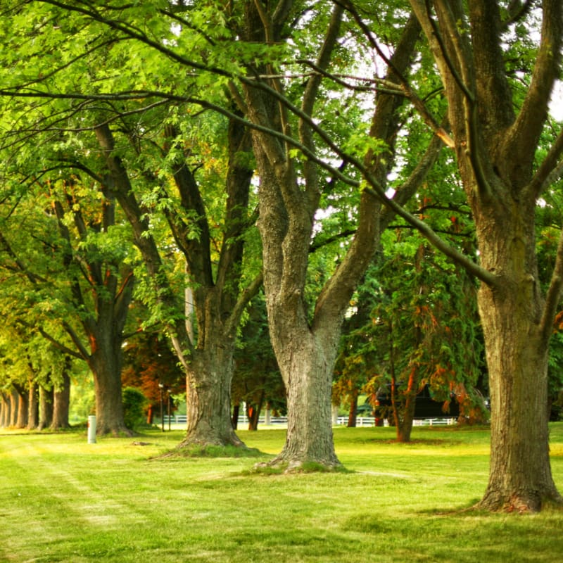 row-of-trees
