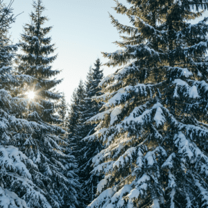 Evergreens covered in snow
