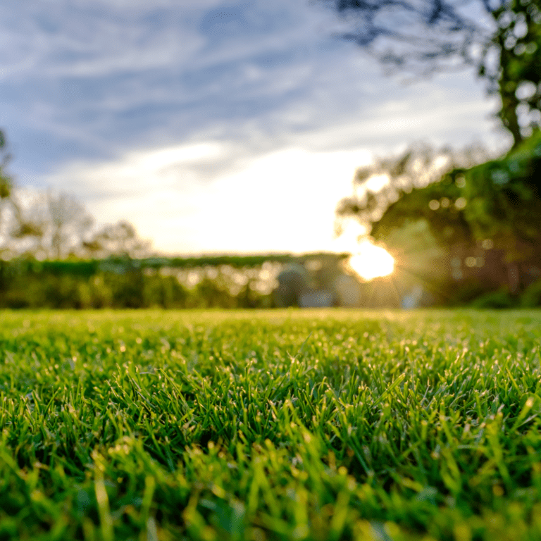 Our Blog | Lawn Care Tips & Tricks | Top Lawn