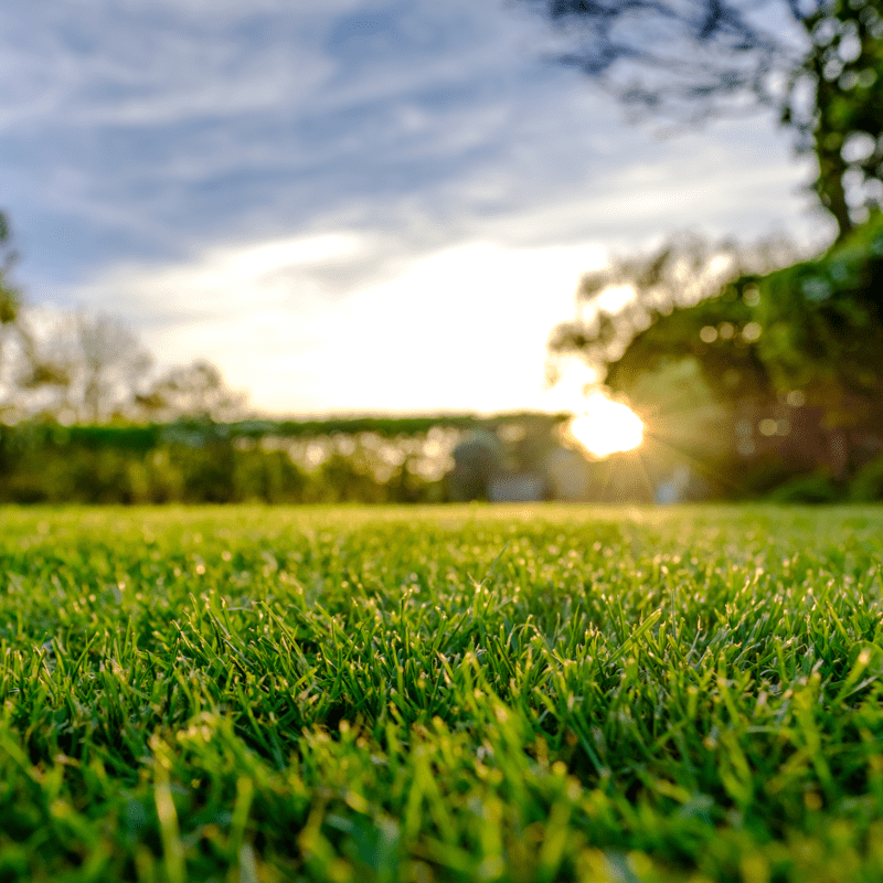 Read more about the article Things to Steer Clear of When it Comes to Lawn Care