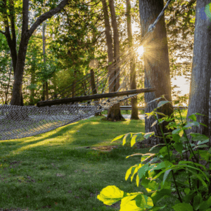 hammock in trees