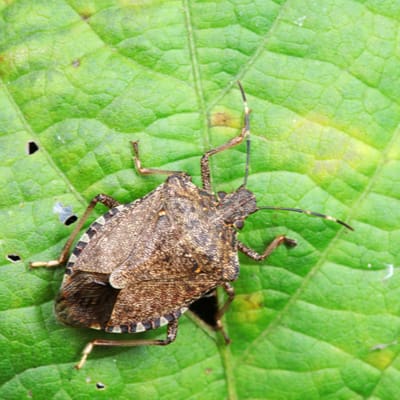 Bugs That Will Attack Your Michigan Trees - Top Lawn