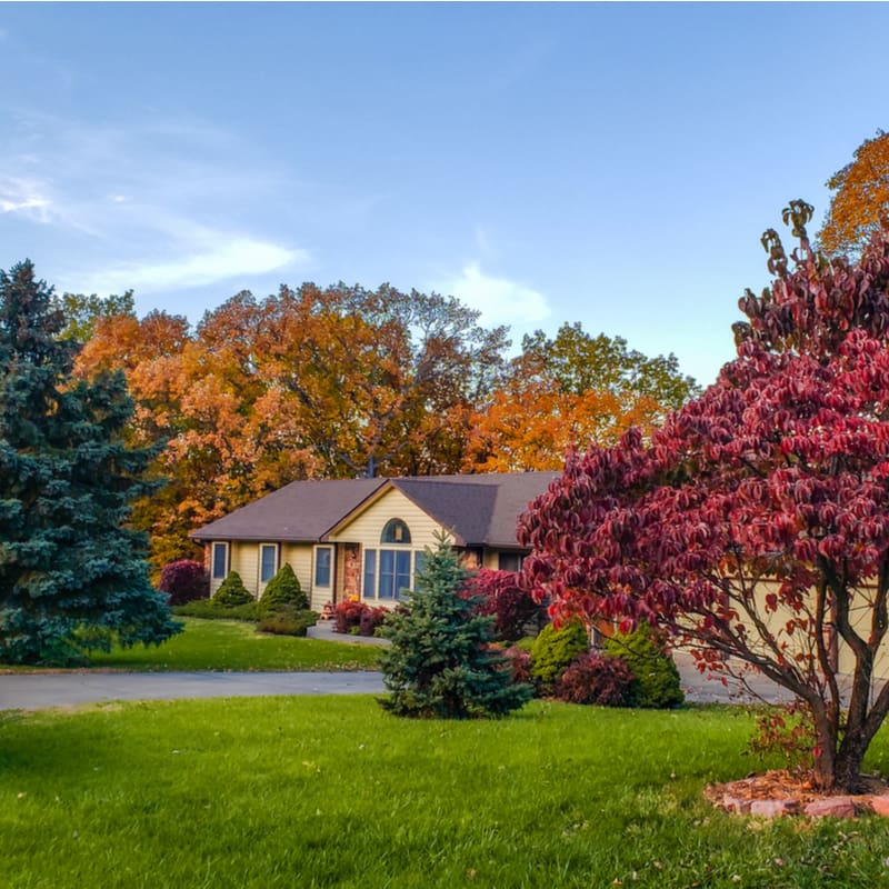 trees and shrubs in a yard in the fall