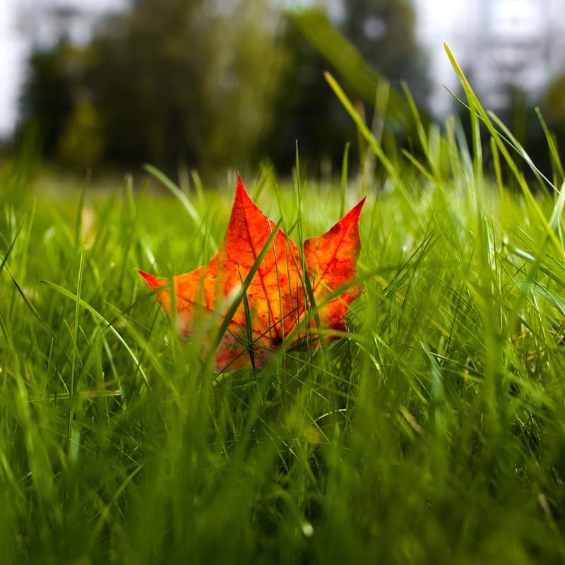 red leaf on lawn