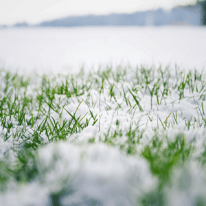 Lawn-Covered-With-Snow