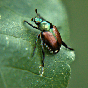 female Japanese beetles