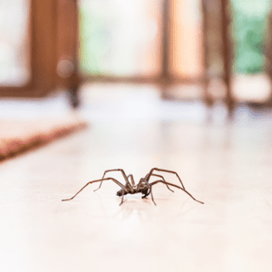 Spider in home