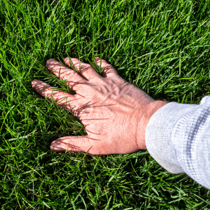 hand on grass