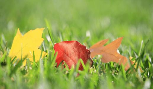 Read more about the article A Tapestry of Colors: Michigan Fall Lawn Care Tips