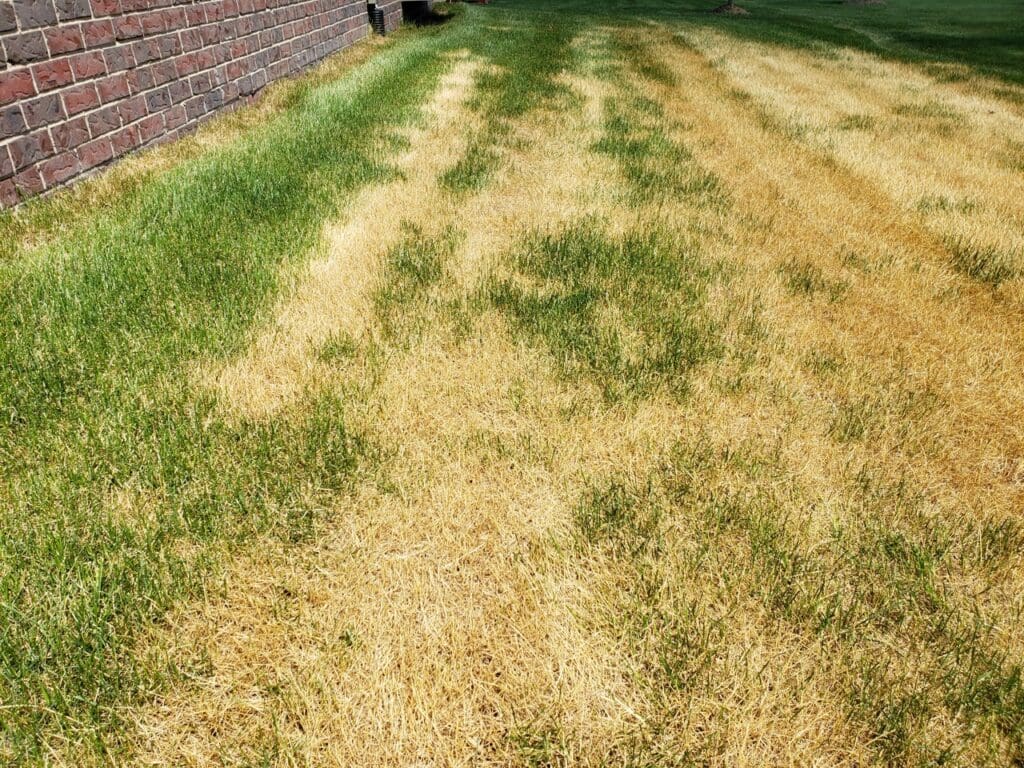 Lawn Disease Treatment