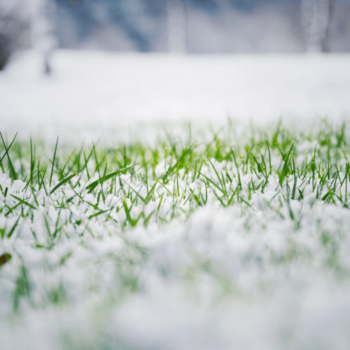 Steps to Prepare Your Lawn for Winter