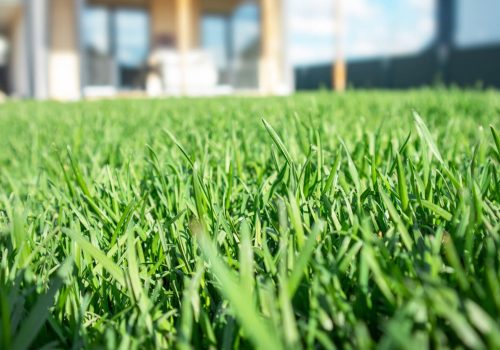 shutterstock_1998750191-1-1-scaled.jpg healthy grass