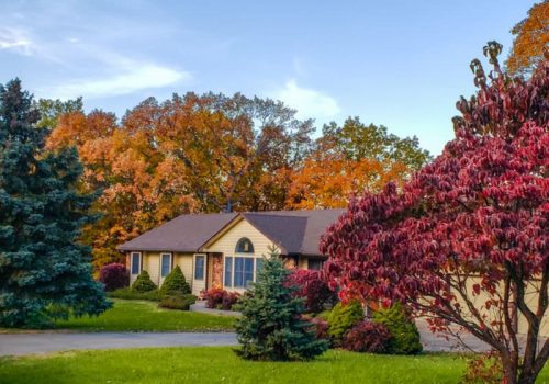 trees and shrubs in a yard in the fall
